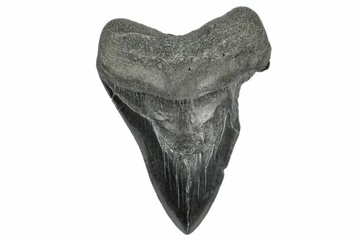 Bargain, Fossil Megalodon Tooth - South Carolina #340135